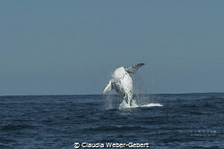 JUMP!!! 
breeching humpback whale during the Benguela cu... by Claudia Weber-Gebert 